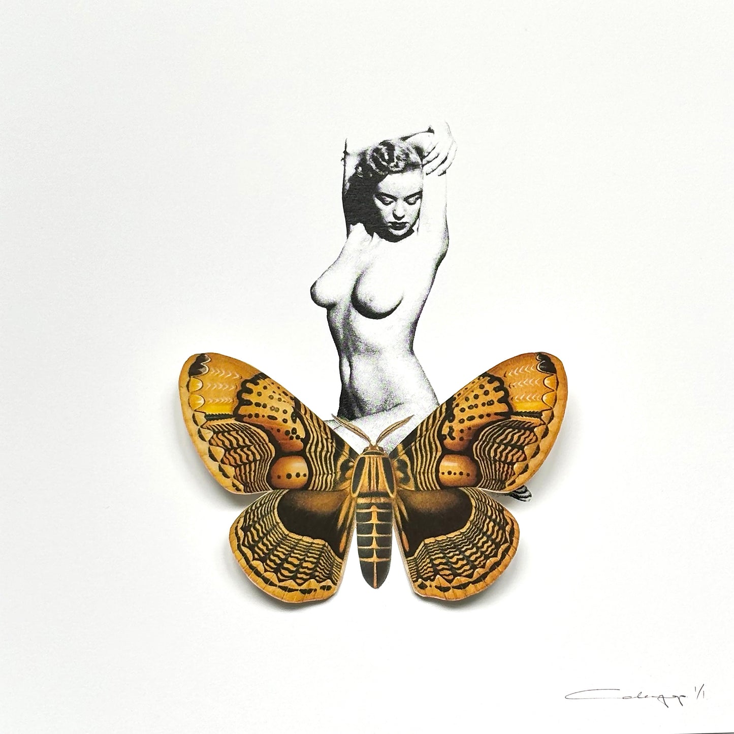 Mariposa 41
