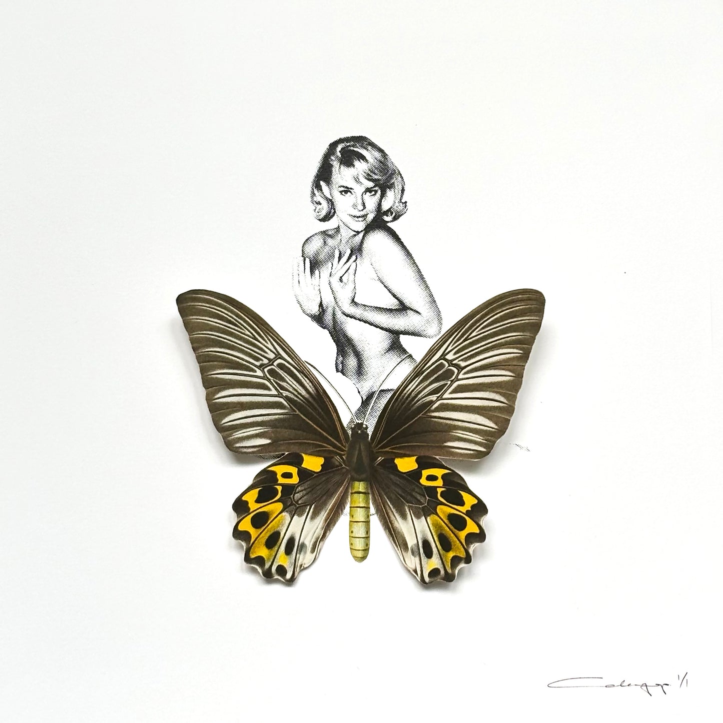 Mariposa 46