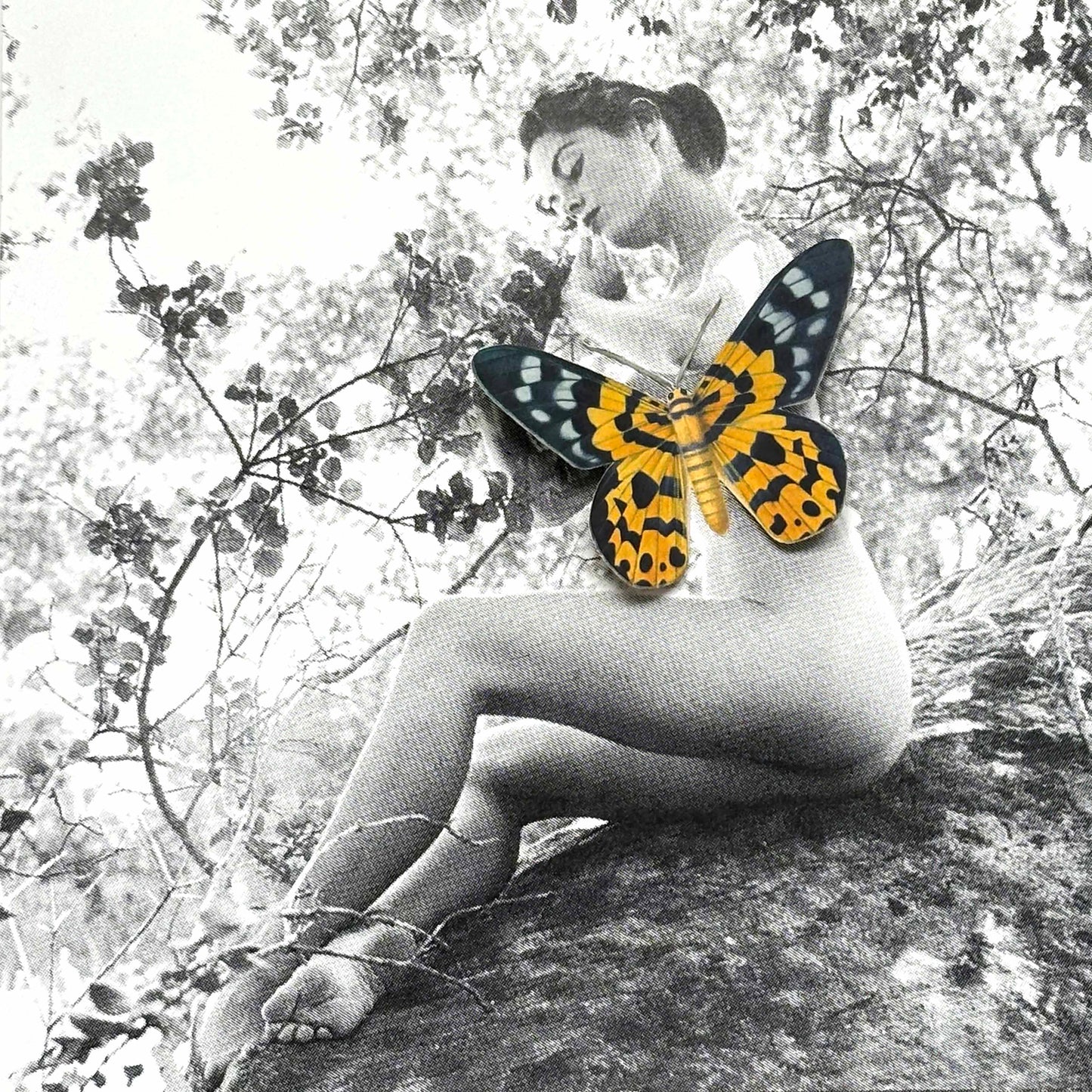 Mariposa 51