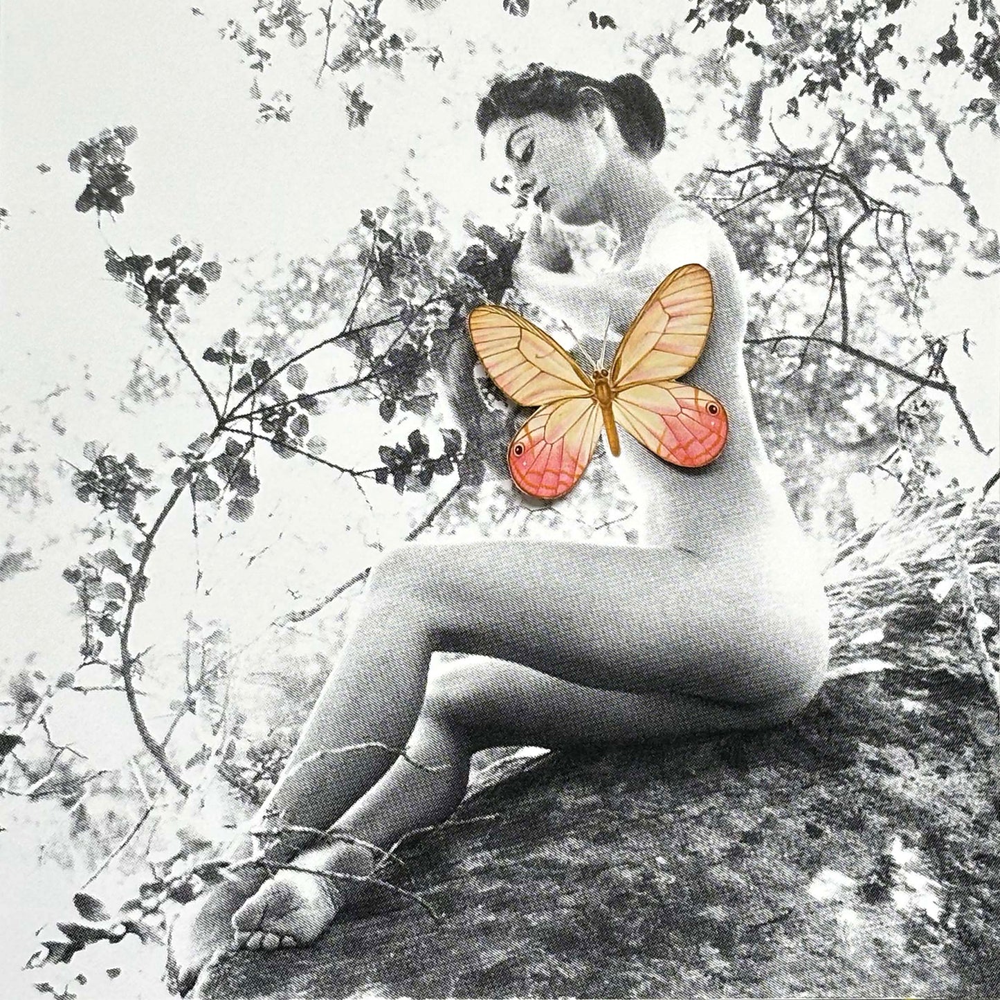 Mariposa 53
