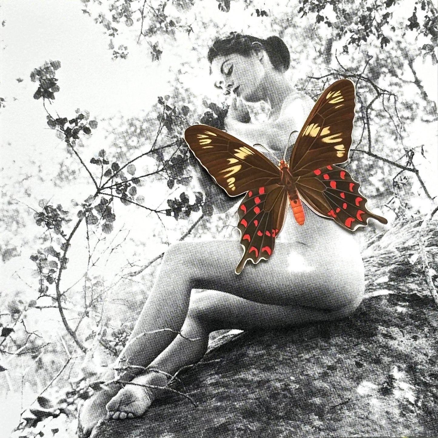 Mariposa 54