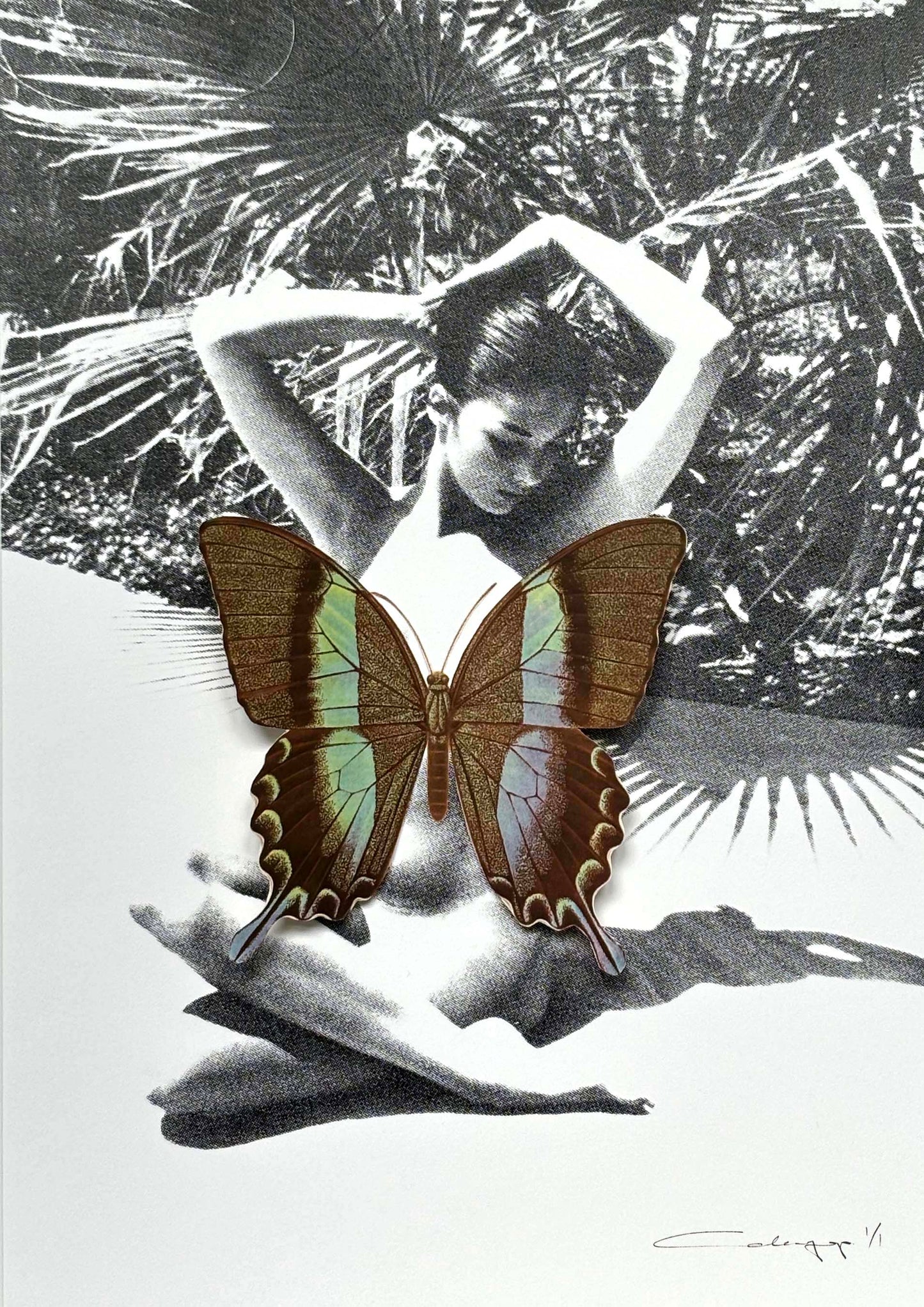 Mariposa 56
