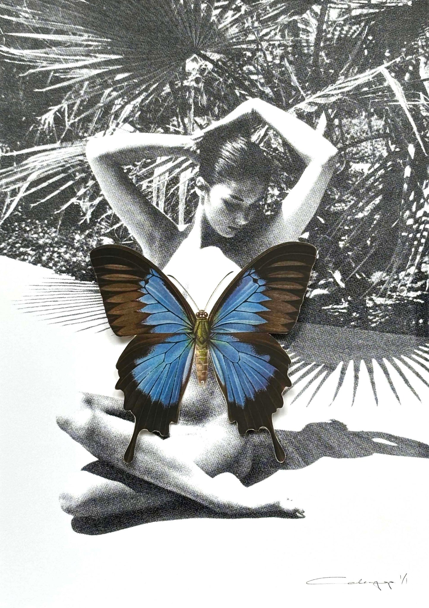 Mariposa 57