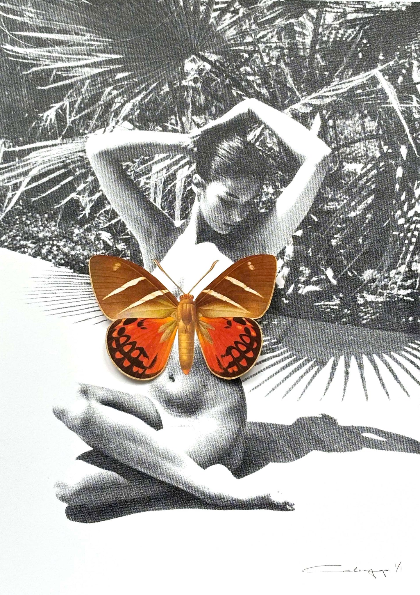 Mariposa 58