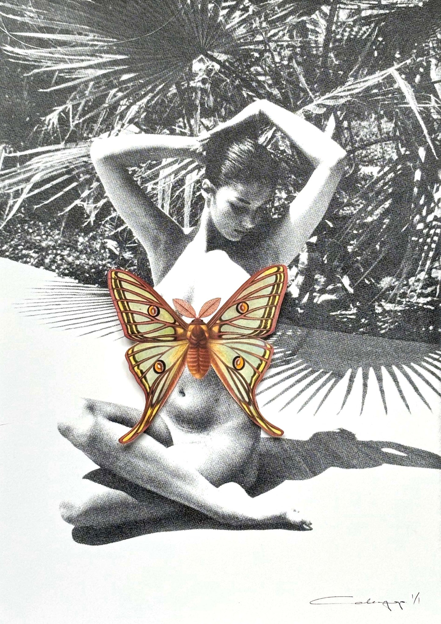 Mariposa 59