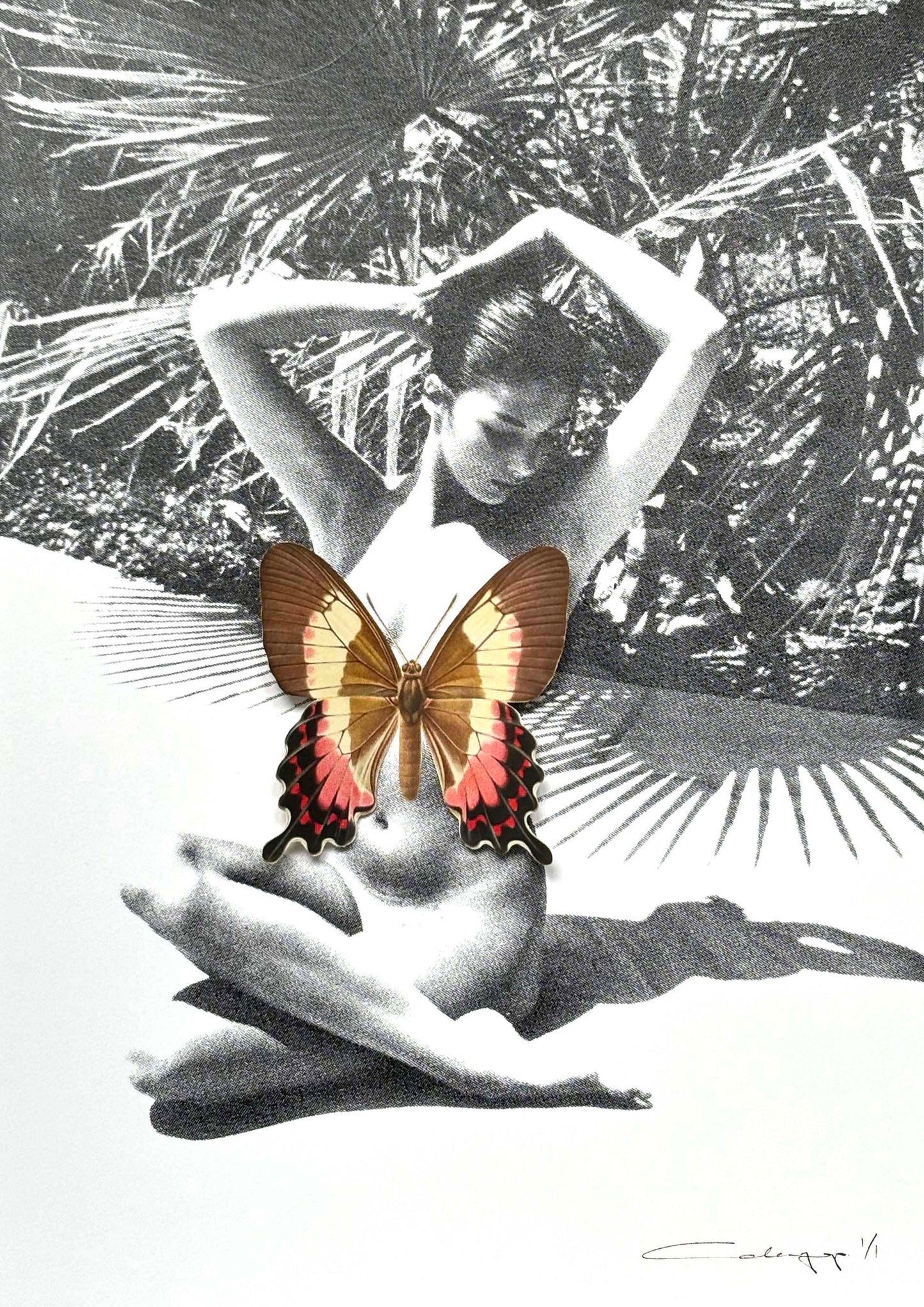 Mariposa 60