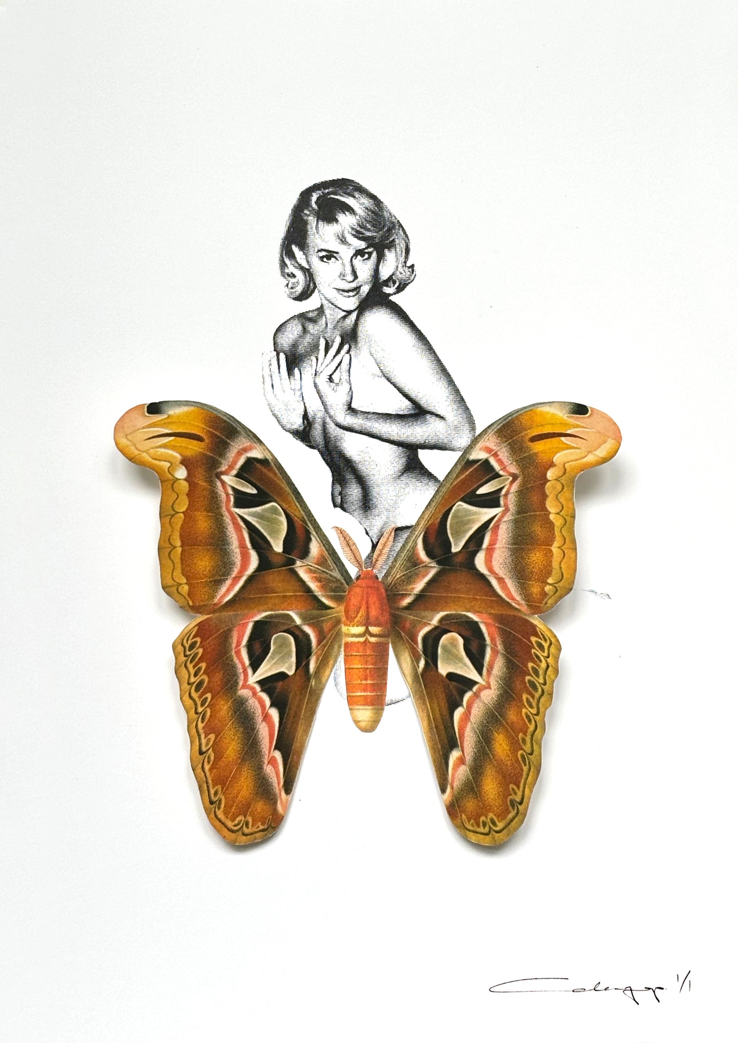 Mariposa 61