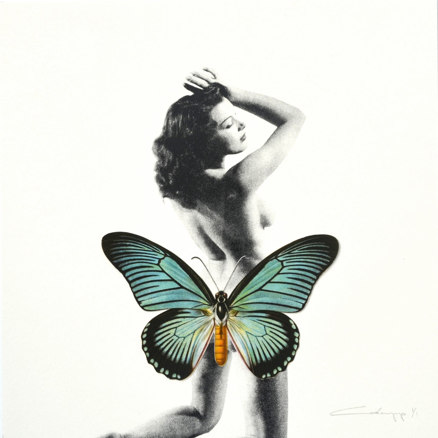 Mariposa 17