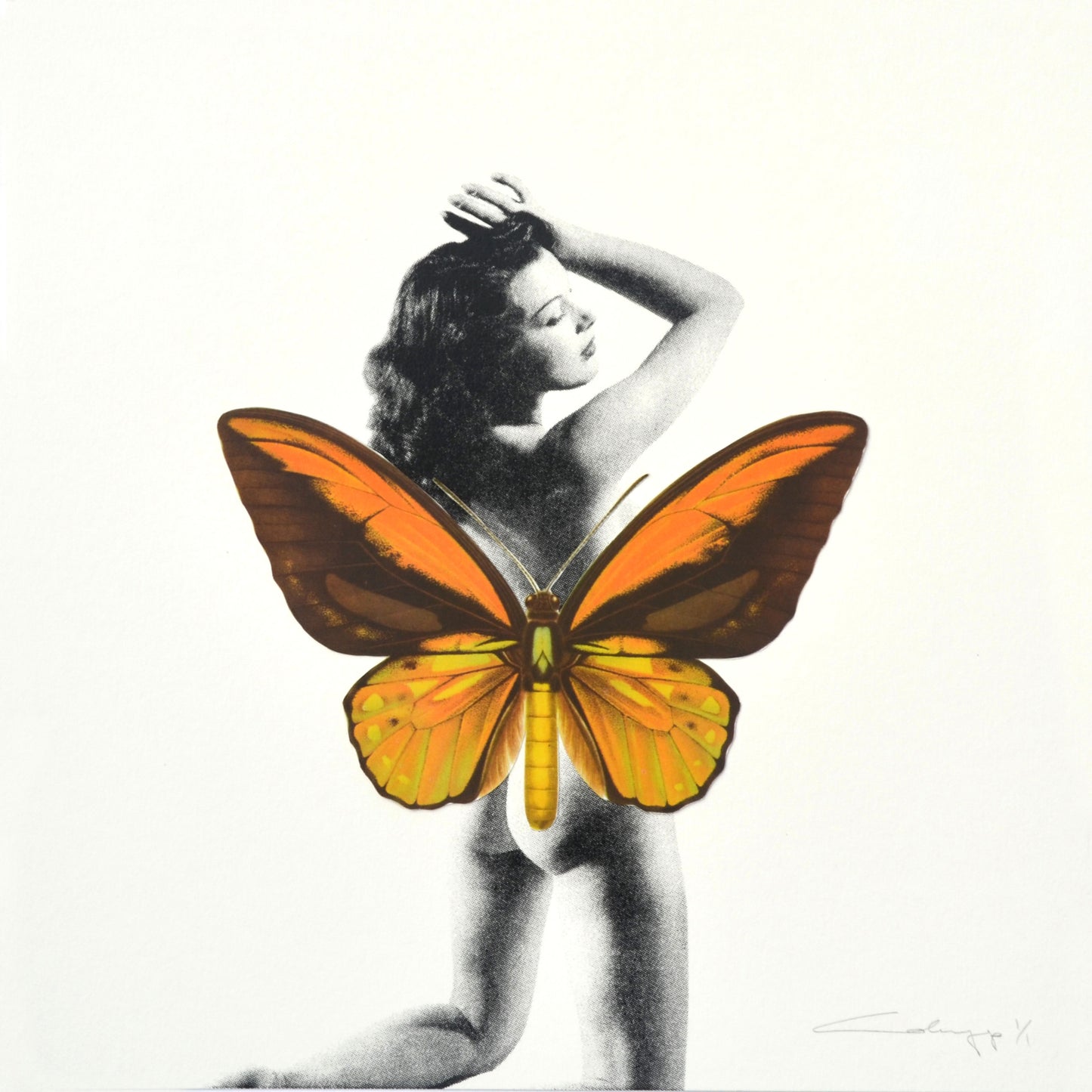 Mariposa 18