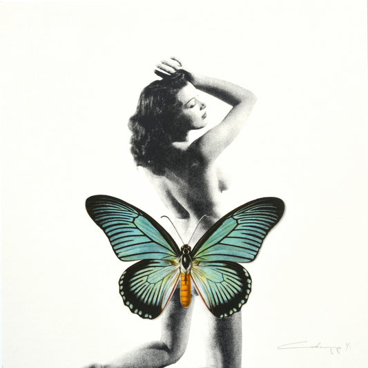 Mariposa 17