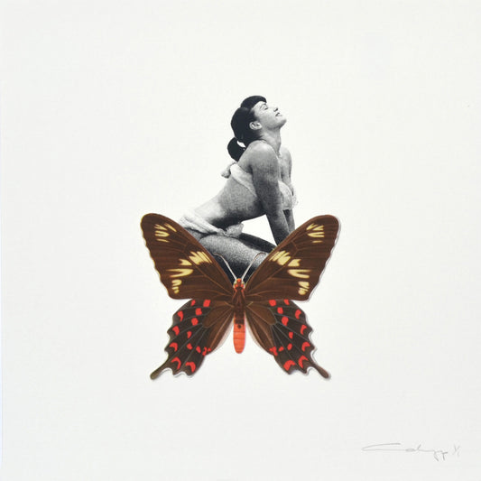 Mariposa 22