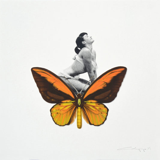 Mariposa 23